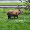 A Wild Capybara Appears in Sao Paulo, Brazil