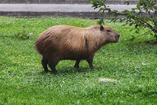 A Wild Capybara Appears in Sao Paulo, Brazil