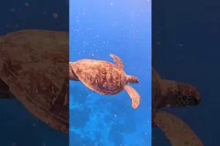 Adventures on the Reef