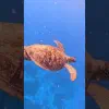 Adventures on the Reef