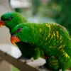 Backyard Birds of Gymea Bay, Australia