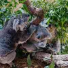 Meeting the Fam in Symbio Wildlife Park, Australia