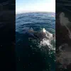Swimming with Dolphins
