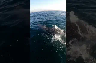 Swimming with Dolphins
