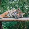 Taronga Zoo Sydney, Australia