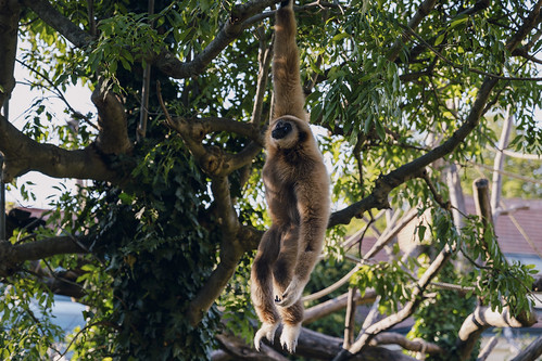 A Day at the Tiergarten in Vienna, Austria