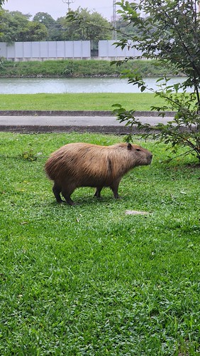 A Wild Capybara Appears in Sao Paulo, Brazil