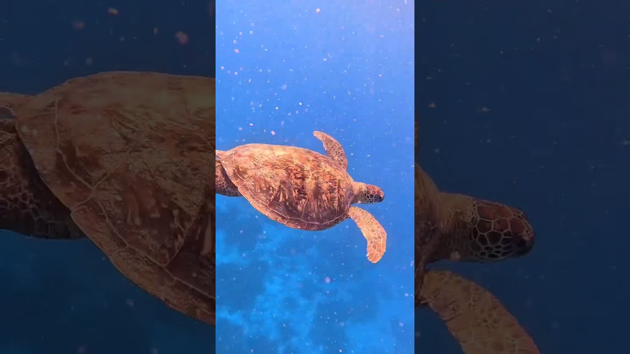 Adventures on the Reef