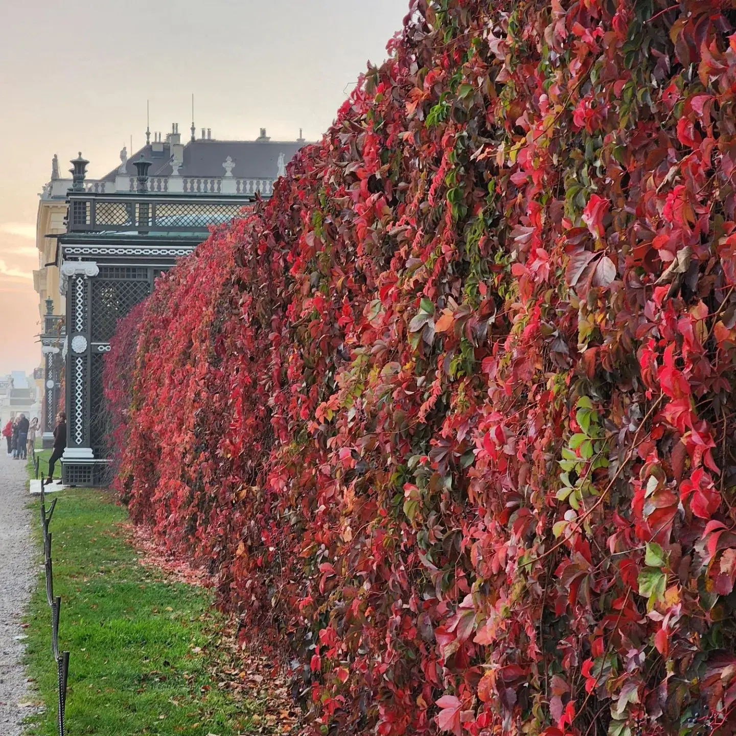Red and orange autumn ivy covering a wall beside an ornate garden pavilion.
