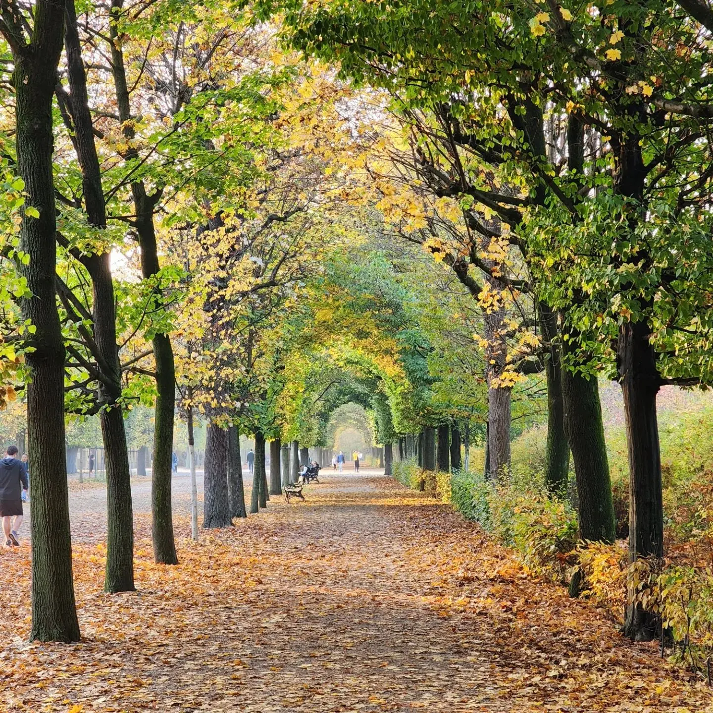 A quiet path beneath an arching canopy of green and yellow autumn leaves.