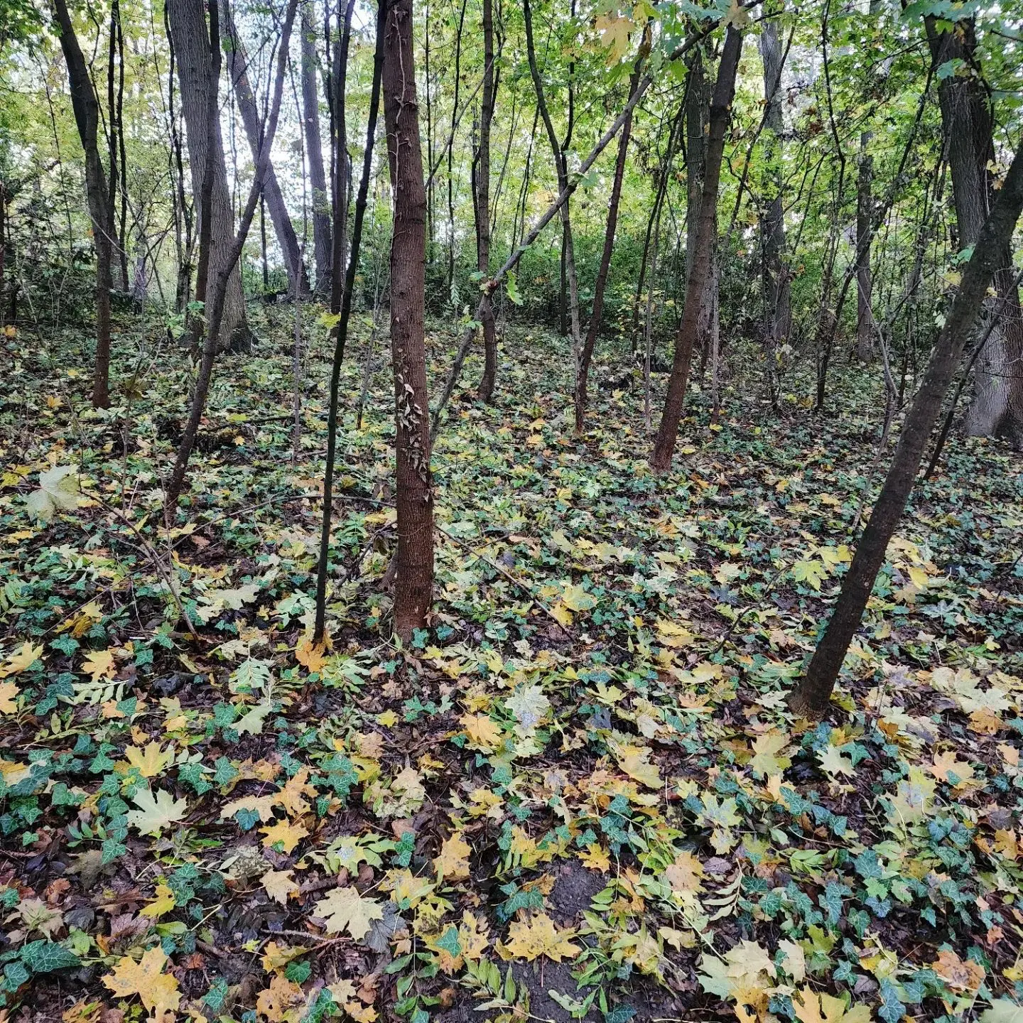 Yellow fallen leaves and green ivy carpeting a shaded woodland floor.