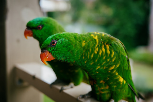Backyard Birds of Gymea Bay, Australia