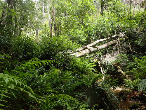 Descending into the Blue (Mountains), Australia