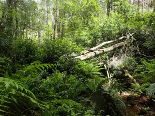 Descending into the Blue (Mountains), Australia