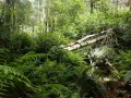 Descending into the Blue (Mountains), Australia