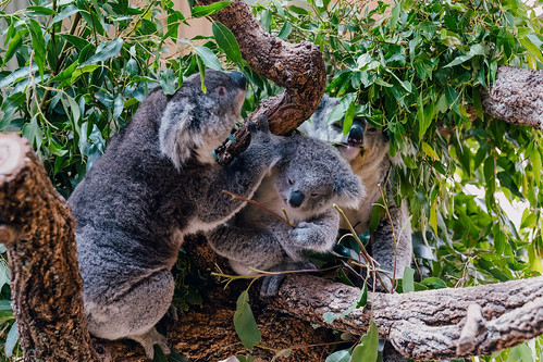 Meeting the Fam in Symbio Wildlife Park, Australia