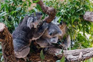 Meeting the Fam in Symbio Wildlife Park, Australia