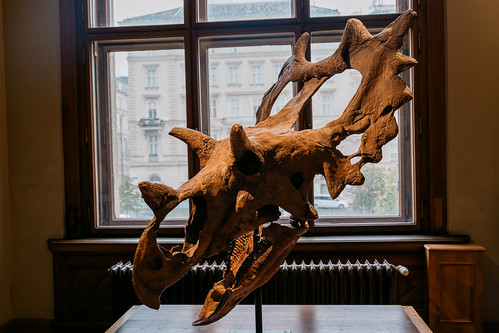 Naturhistorisches Museum in Vienna, Austria