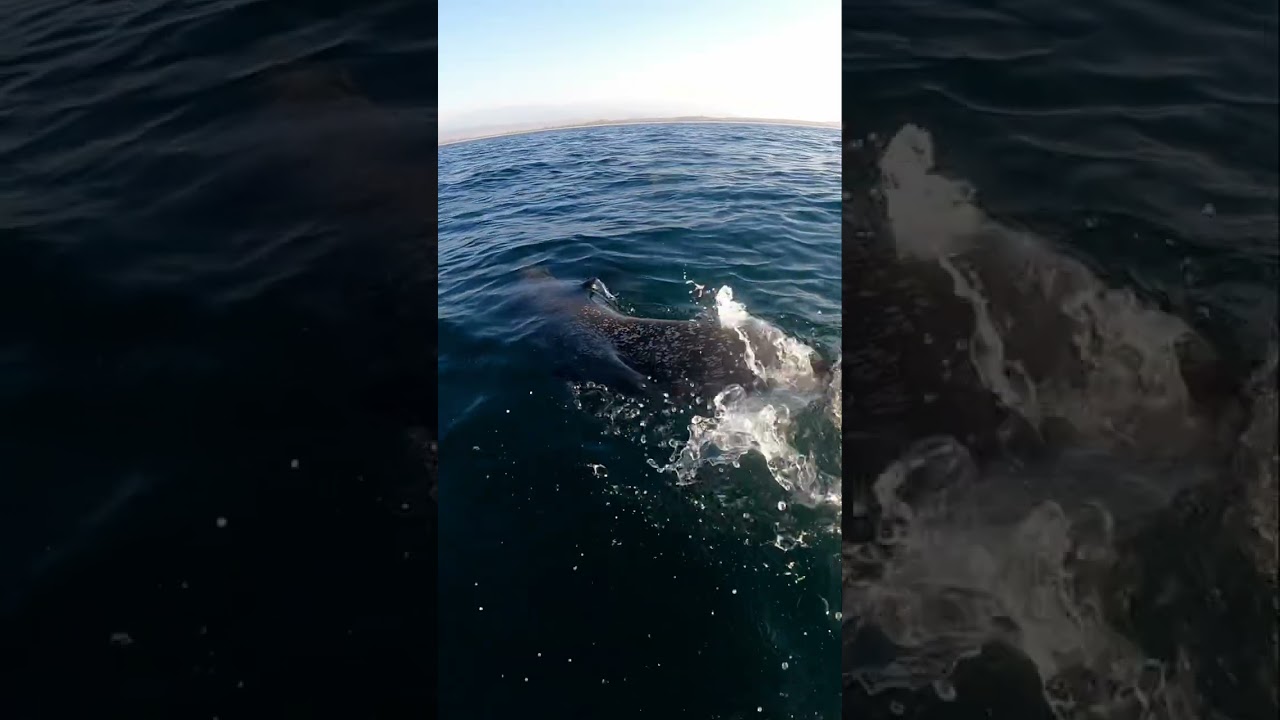 Swimming with Dolphins