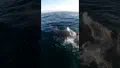 Swimming with Dolphins