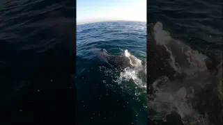 Swimming with Dolphins