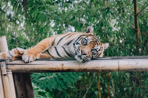 Taronga Zoo Sydney, Australia